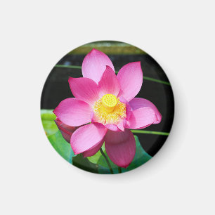 Imán Flor Lotus rosa caliente