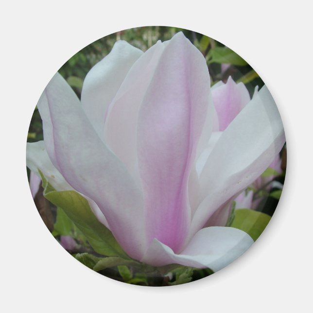 Imán flor magnolia (Frente)