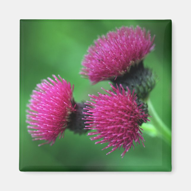 Imán Flor morada de cardo Magnet (Frente)