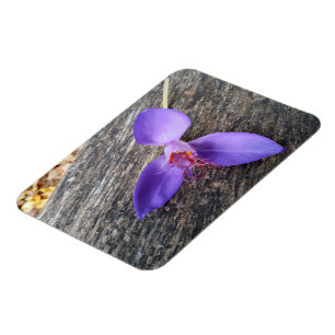 Imán Flor morada en un banco