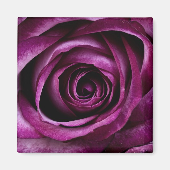 Imán Flor morada Rosa (Frente)