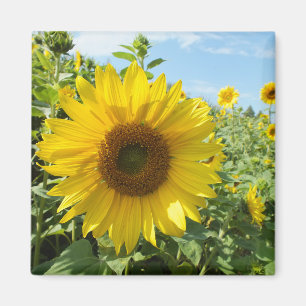 Imán flor, naturaleza, girasol, verano, floración, plan
