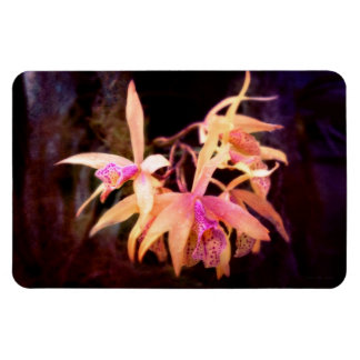 Imán Flor - Orquídea - Laelia - Pasión de Medianoche