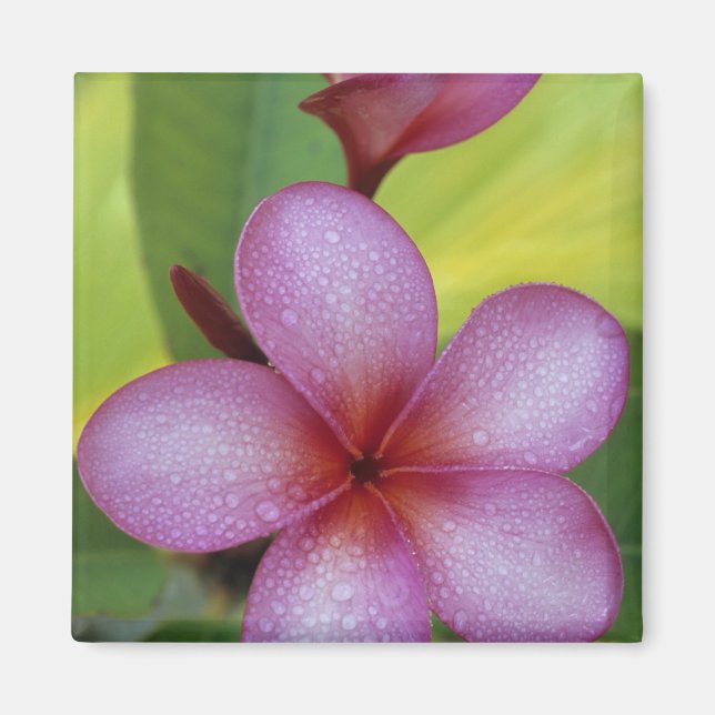 Imán Flor, Plumeria sp.), Pacífico Sur, Niue (Frente)