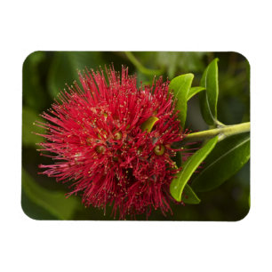 Imán Flor Pohutukawa, Dunedin
