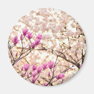 Imán Flor Primaria de Magnolias Púrpuras y Florecientes