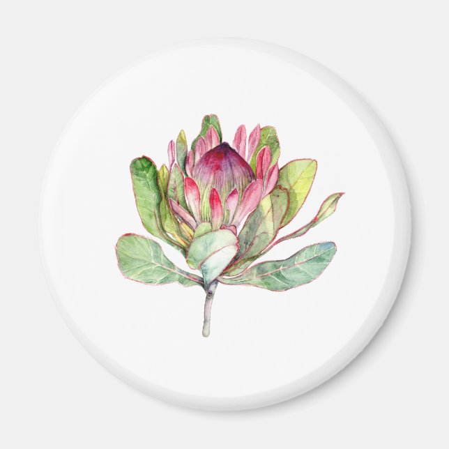Imán Flor Protea (Frente)
