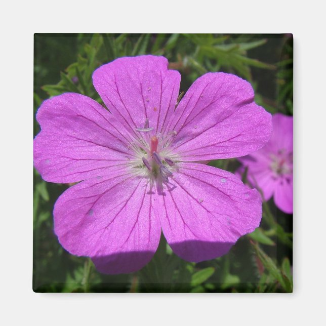 Imán flor púrpura (Frente)