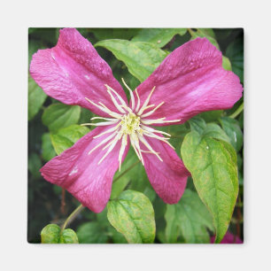 Imán Flor púrpura de la vid