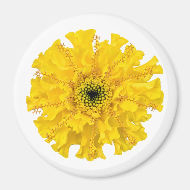 Imán Flor Química Magnet Marigold (Frente)
