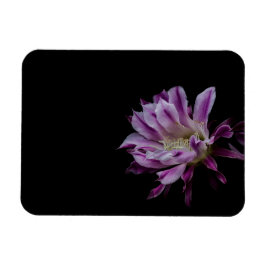 Imán Flor real de cactus morado y blanco