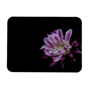 Imán Flor real de cactus morado y blanco