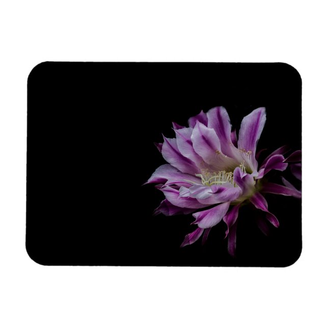 Imán Flor real de cactus morado y blanco (Horizontal)