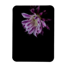 Imán Flor real de cactus morado y blanco