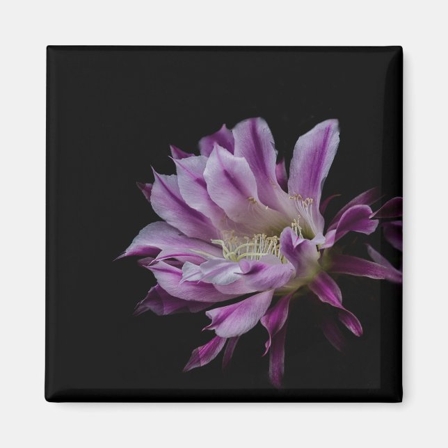 Imán Flor real morada y blanca (Frente)