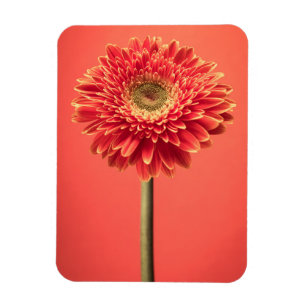 Imán Flor roja de la margarita del Gerbera de Barberton