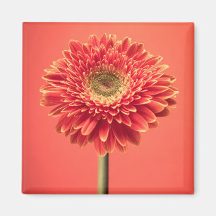 Imán Flor roja de la margarita del Gerbera de Barberton