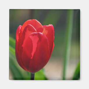 Imán Flor roja de la primavera del tulipán