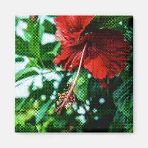 Imán Flor roja hibiscus