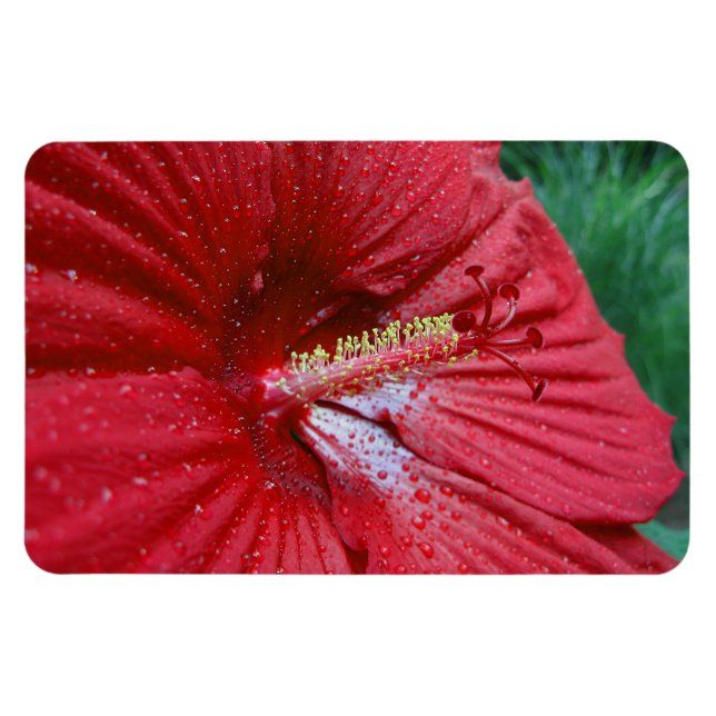 Imán Flor roja hibiscus con gota de lluvia (Horizontal)