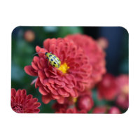 Flor Roja Naturaleza Fotografiar escarabajo Bug de