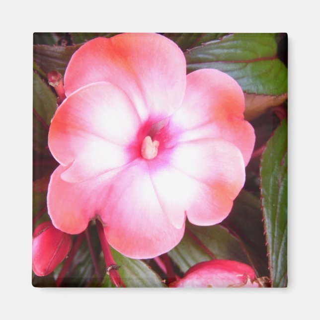 Imán Flor rosa (Frente)