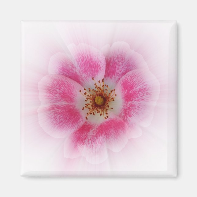 Imán flor rosa brillante (Frente)