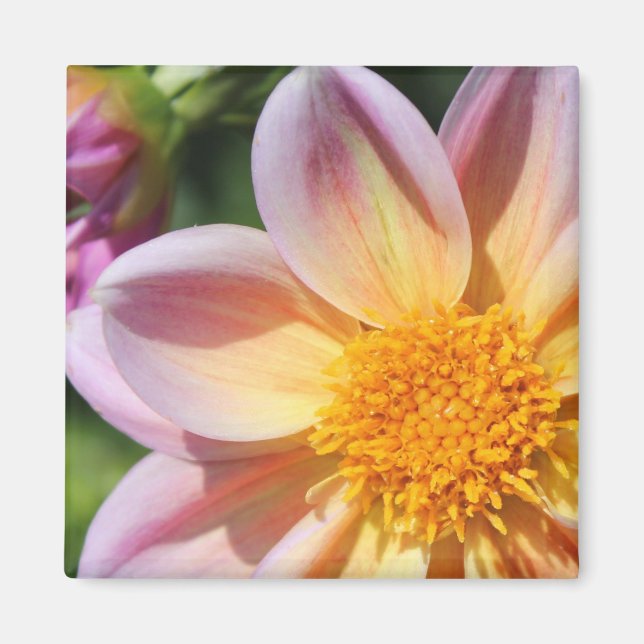 Imán flor rosa, centro amarillo brillante - foto macro (Frente)