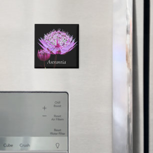 Imán Flor rosa de Astrantia sobre floral negra