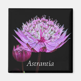 Imán Flor rosa de Astrantia sobre floral negra