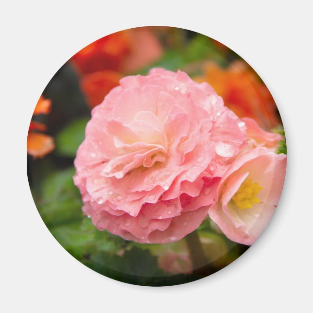 Imán Flor rosa delgada después de la lluvia (Frente)