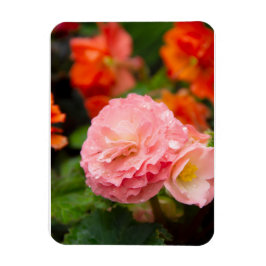 Imán Flor rosa delgada después de la lluvia
