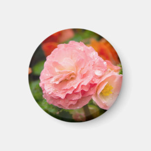 Imán Flor rosa delgada después de la lluvia