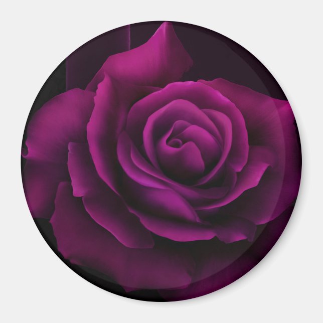 Imán Flor rosa gótica morada-roja (Frente)