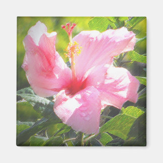 Imán Flor rosa hibiscus