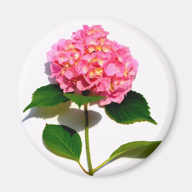 Imán Flor rosa hidrato rosa flor rosa floral (Frente)
