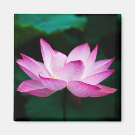 Imán Flor rosa Lotus
