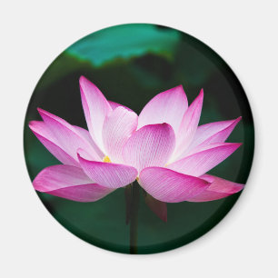 Imán Flor rosa Lotus