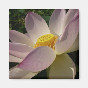 Imán Flor rosa Lotus III flor de verano