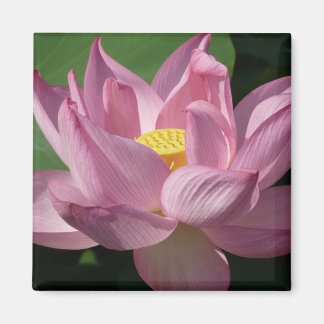 Imán Flor rosa Lotus IV