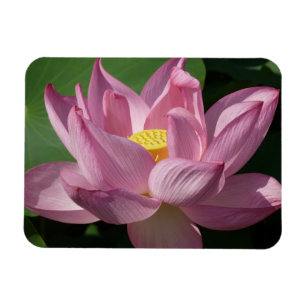 Imán Flor rosa Lotus IV