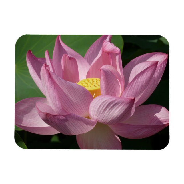 Imán Flor rosa Lotus IV (Horizontal)