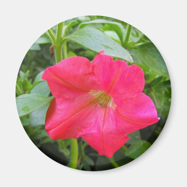 Imán Flor rosa Petunia (Frente)