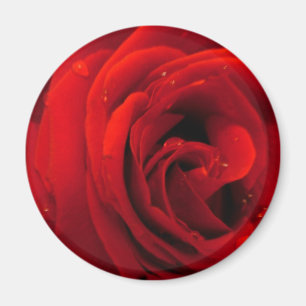Imán Flor rosa roja