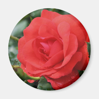 Imán Flor rosa roja