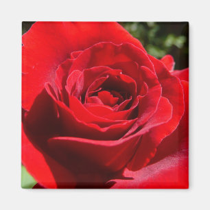 Imán Flor rosa roja brillante hermosa flor
