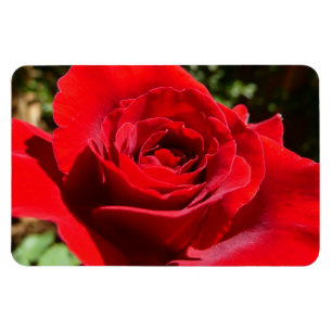 Imán Flor rosa roja brillante hermosa flor