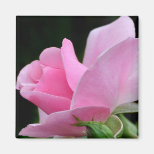 Imán Flor rosa rosa