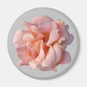 Imán flor rosa rosa rosa rosa