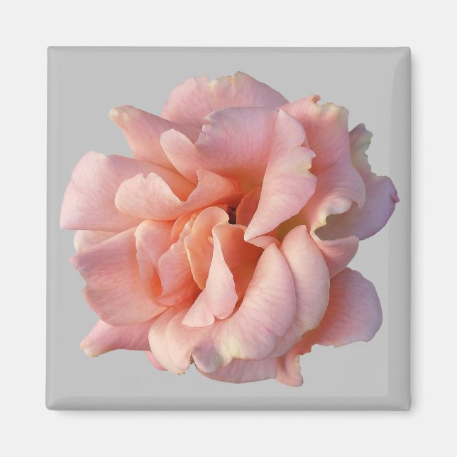 Imán flor rosa rosa rosa rosa (Frente)